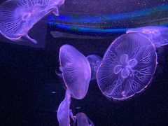 -欢乐海岸海洋奇梦馆