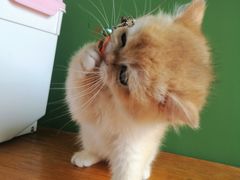 -东方名猫馆·英短金渐层布偶猫舍(环线广场1号楼店)