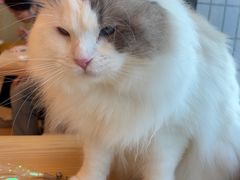-有喵·猫咖·狗咖·30几只猫10只小狗(岗厦店)
