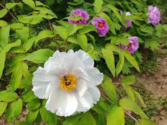 -合肥三国新城遗址公园