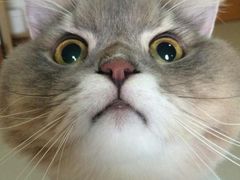 -CoCo都可(文化巷店)