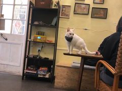 -猫色咖啡·猫咖