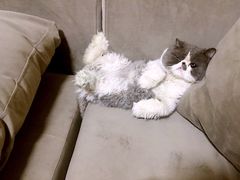 -瑞派·关忠动物医院·异宠专科·犬猫肿瘤·皮肤专科(望京店)