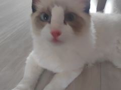 -伟伟宠物医院·CT影像中心·瑞派犬猫综合性门诊(汉口总院)