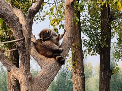 -北京野生动物园