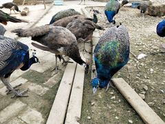 -武汉紫薇都市田园