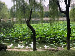 -后襄河公园