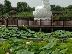 -荷塘月色湿地公园·向阳花洲
