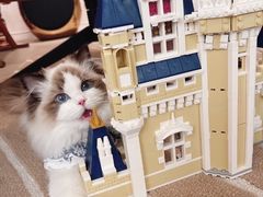 -青奢宠物·青奢猫舍