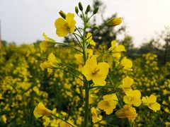 -洨河生态公园