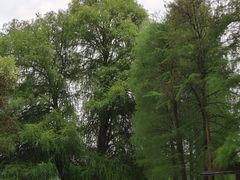 -南宁良凤江国家森林公园