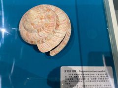 -青岛贝壳博物馆