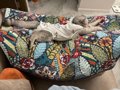 -伟伟宠物医院·CT影像中心·瑞派犬猫综合性门诊(汉口总院)