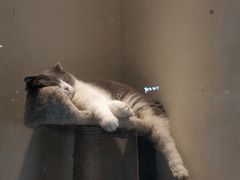 -85度C(南京龙江店)