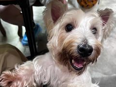 -more than meow吴止猫主题餐厅(承德 中船汇店)