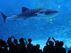 -烟台海昌鲸鲨海洋公园