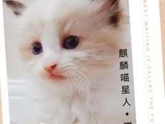 -70cat德文卷毛猫·缅因猫纯种猫舍