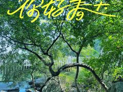 -阳台山森林公园