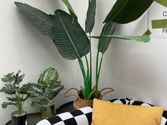 -星多哈·狗咖·拼豆·咖啡