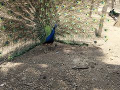 -石家庄市动物园