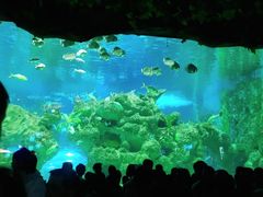 -芜湖新华联大白鲸海洋公园