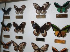 -上海昆虫博物馆