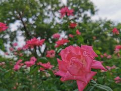 -人民公园(罗湖区)