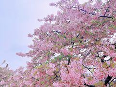 -上海辰山植物园
