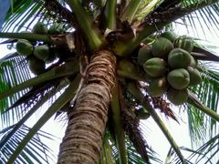 android_upload_pic-红色娘子军纪念园