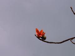 -亚龙湾国际玫瑰谷