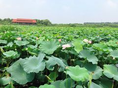 -荷塘月色湿地公园·向阳花洲