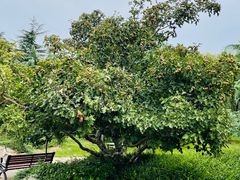 -济南国际园博园