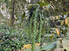 -中国科学院西双版纳热带植物园