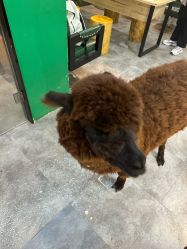 -神奇动物撸宠馆·羊驼·小浣熊·异宠(豫园店)