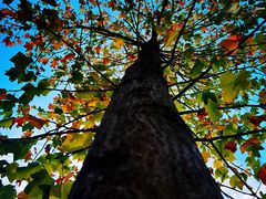 -上海海湾国家森林公园