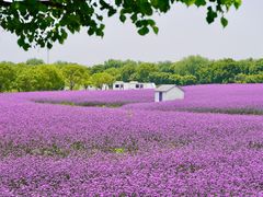 -上海杨姆庄园