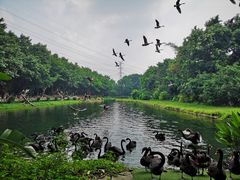 -广州长隆飞鸟乐园