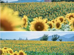 -下渚湖·湿地公园