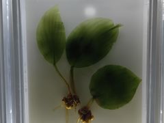 -广东中医药博物馆
