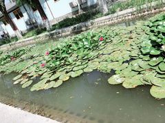 -白洋淀景区