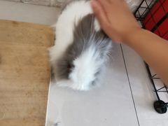 -平行世界·猫咖(首经贸店)