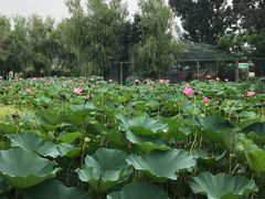 -静之湖湖畔餐厅