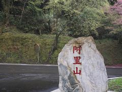 -阿里山神木遗迹