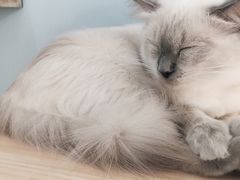 -喵的天空名猫咖啡馆·撸猫·猫舍·用品