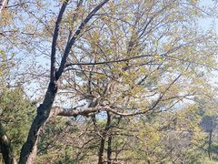 -棒棰岛宾馆景区