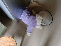 -宠颐生嘉德动物医院