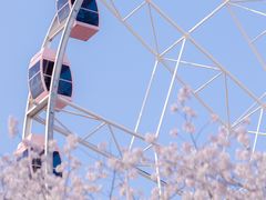 -顾村公园