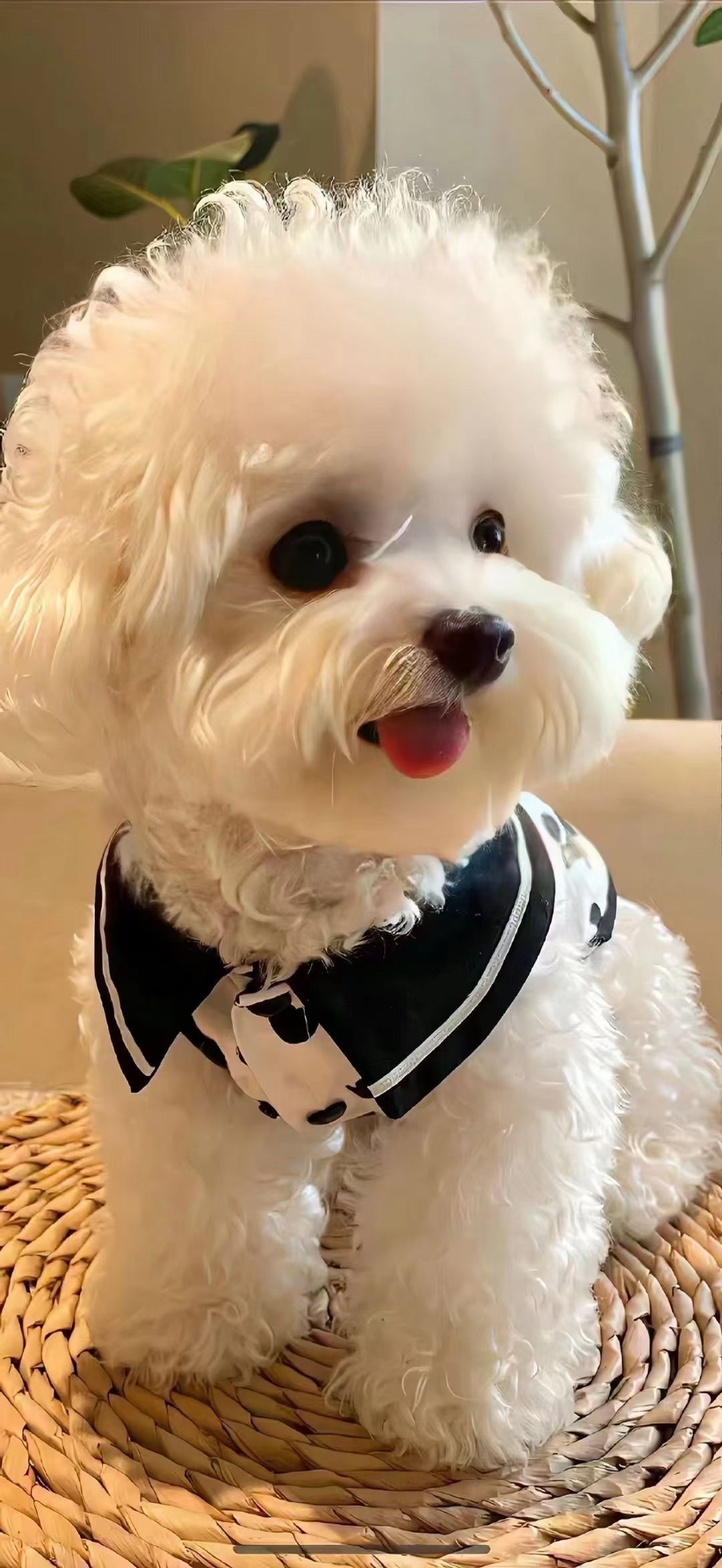 宠物狗狗的日常萌