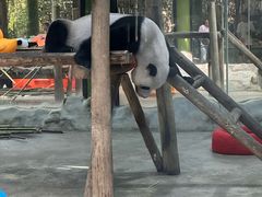 -栾川竹海野生动物园