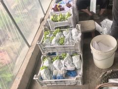 -马陆小张葡萄园农家乐